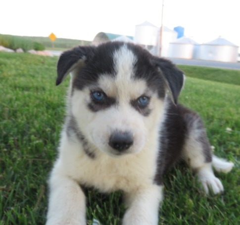 Bichon husky deals mix